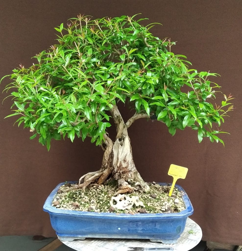 El maravilloso mundo del bonsai